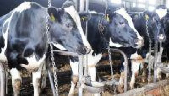 Bild: WDR-Projekt "Superkühe" wird zum Superflop - Tierrechtler lösen Shitstorm auf Facebook aus