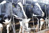WDR-Projekt "Superkühe" wird zum Superflop - Tierrechtler lösen Shitstorm auf Facebook aus Bild: WDR-Projekt "Superkühe" wird zum Superflop - Tierrechtler lösen Shitstorm auf Facebook aus