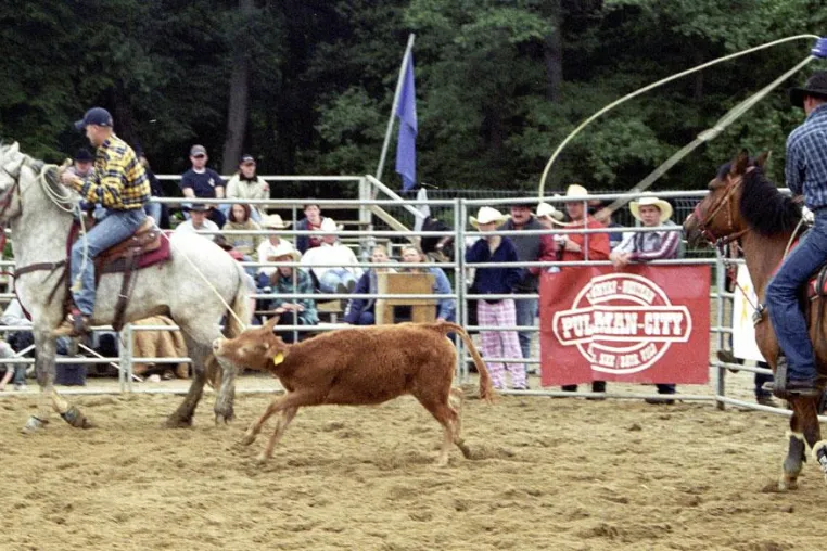 Bild: Tierrechtler demonstrieren gegen Rodeo
