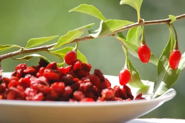 Warum Tibet Goji Beeren Ihre Gesundheit unterstützen Bild: Warum Tibet Goji Beeren Ihre Gesundheit unterstützen