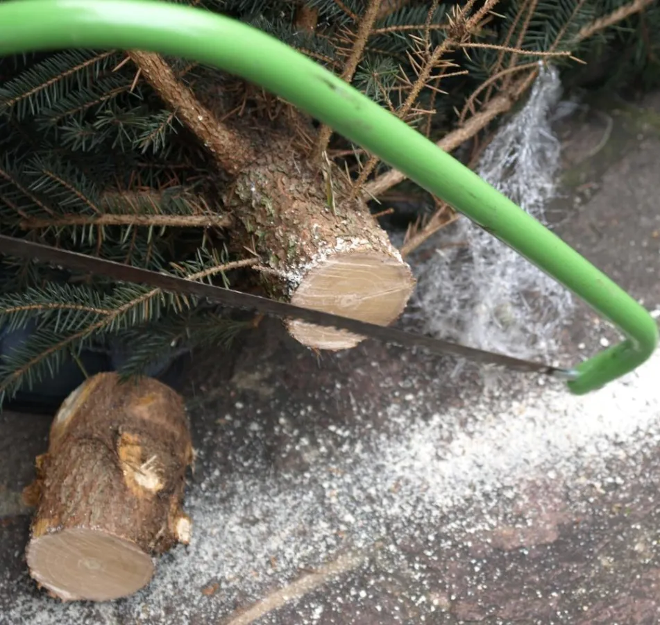 Weihnachtsbaum selber schlagen (Foto: Proplanta)