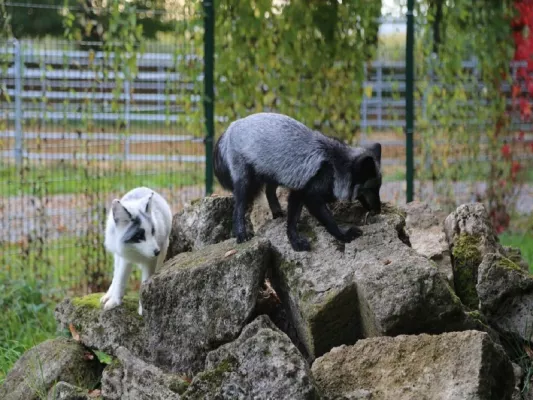 Bild: Deutsches Tierschutzbüro rettet Füchse aus polnischer Pelzfarm 