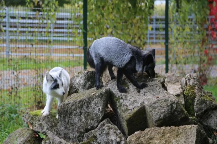 Bild: Deutsches Tierschutzbüro rettet Füchse aus polnischer Pelzfarm 