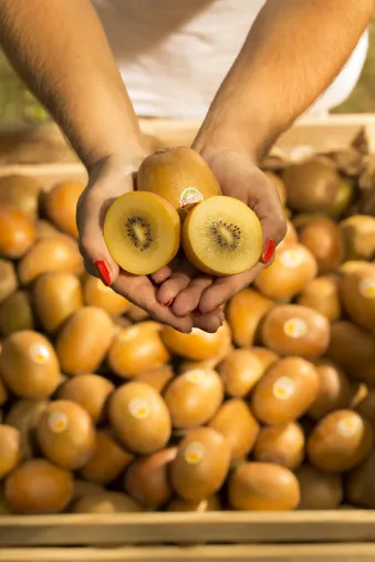 Bild: Pünktlich zum 4. „Iss-eine-Kiwi-Tag“: Die neuen SunGold-Kiwis aus Neuseeland sind da!