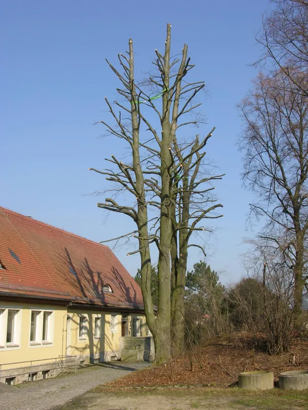 Kappungen machen den Baum nicht sicherer, sondern erhöhen bereits nach wenigen Jahren die Bruchgefahr