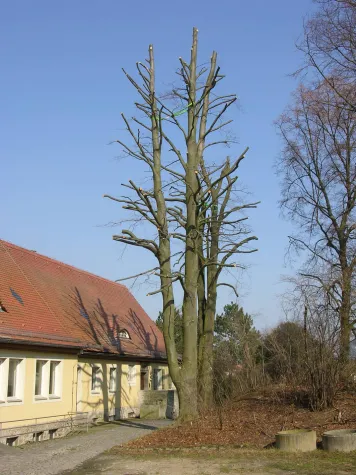 Kappungen sind baumzerstörend - Schadenersatz möglich Bild: Kappungen sind baumzerstörend - Schadenersatz möglich