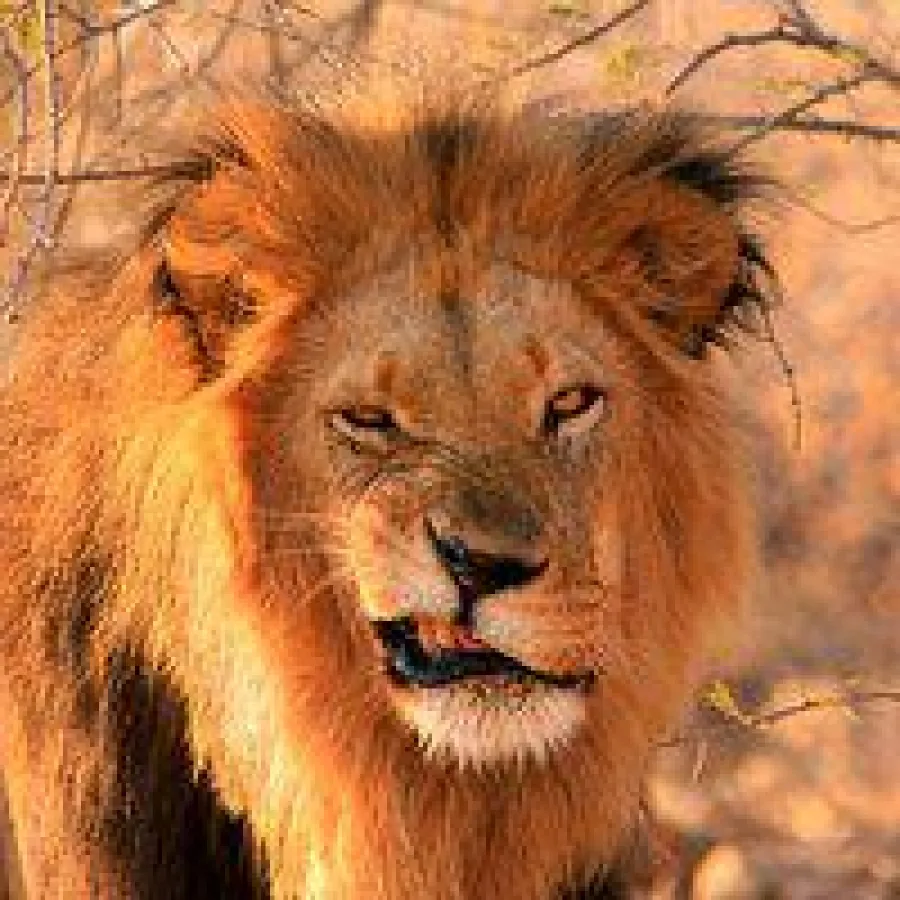 Löwenportrait, aufgenommen von einer TARUK Teilnehmerin auf der Namibia Rundreise Welwitschia.