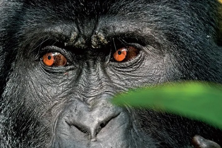 Bild: BlueGreen Award für das Mondberge-Projekt von druckpartner Druck- und Medienhaus und TiPP 4 Medienproduktion