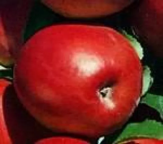 Bild: Die Apfelernte beginnt