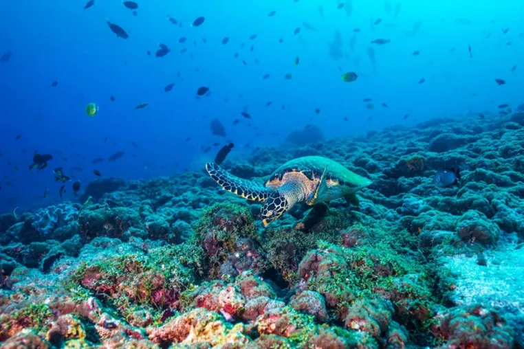 Bild: Einsatz nicht nur am WELTSCHILDKRÖTENTAG (23. Mai 2023): 