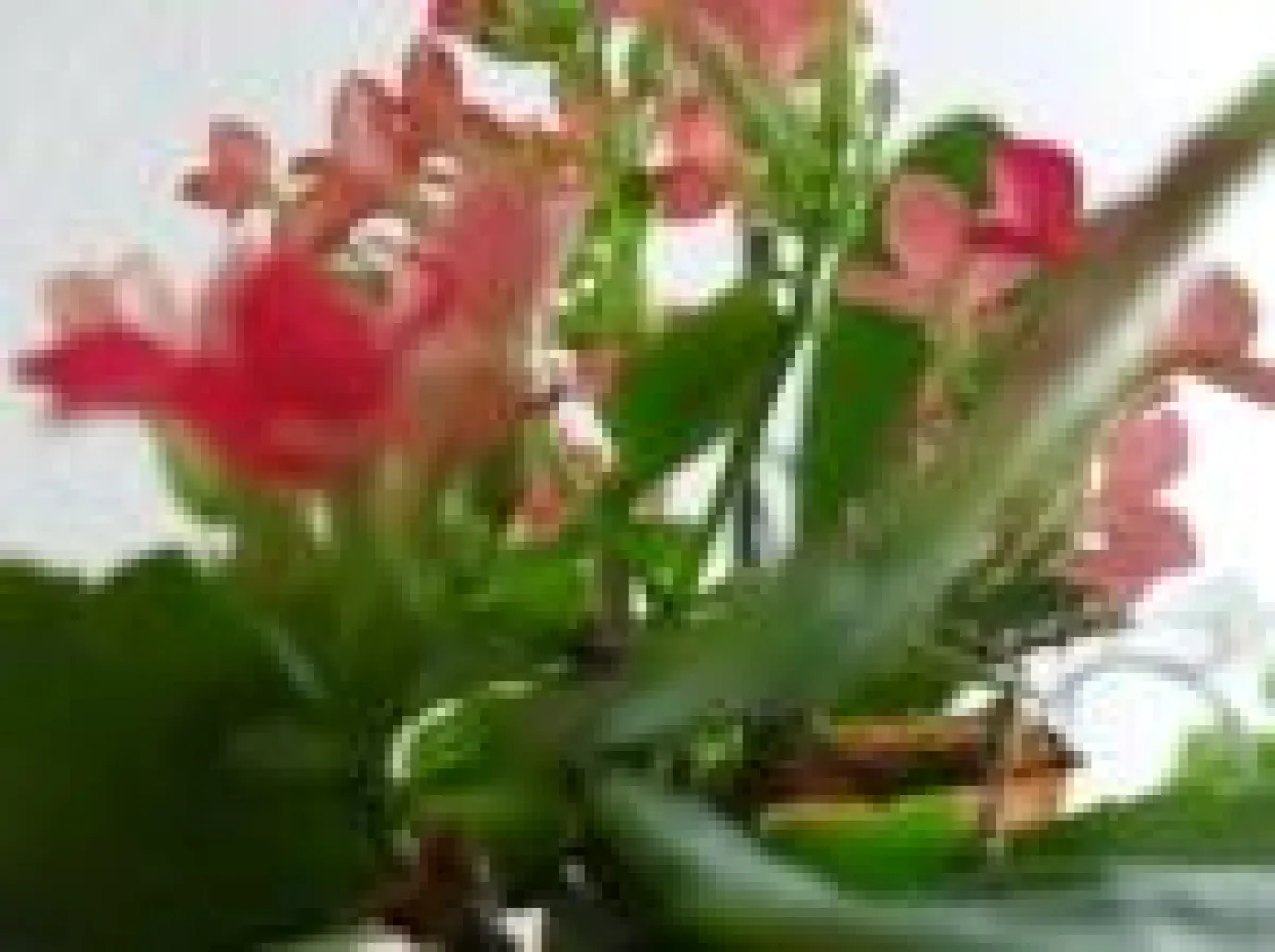 spirituelle Lebenshilfe am Telefon