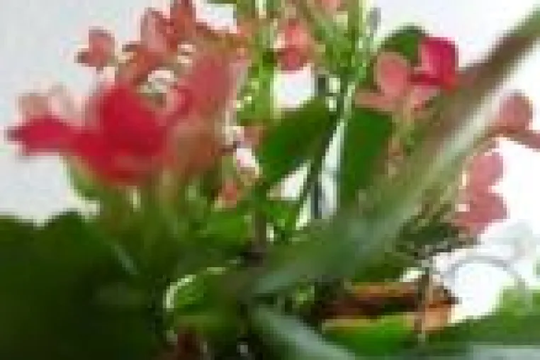 Spirituelle Lebenshilfe durch Bewusstseinsexpertin am Telefon Bild: Spirituelle Lebenshilfe durch Bewusstseinsexpertin am Telefon