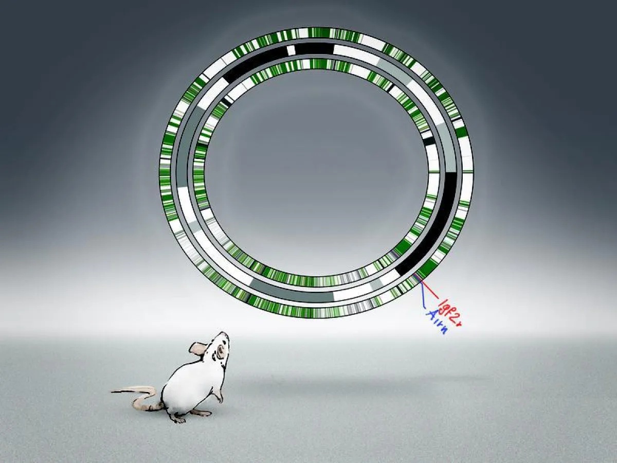 Künstlerische Darstellung des Alleloms der Maus  (Lip Comarella)