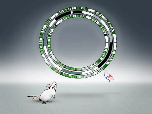 Mutter-Gen aktiv - Vater-Gen stillgelegt. Bild: Mutter-Gen aktiv - Vater-Gen stillgelegt.