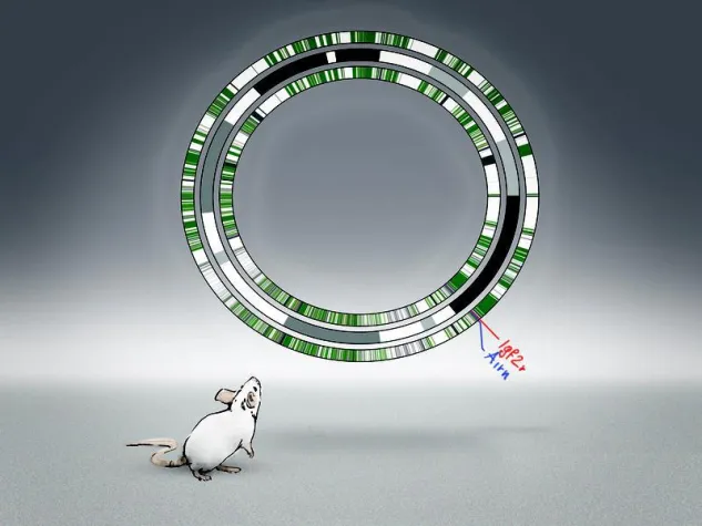 Bild: Mutter-Gen aktiv - Vater-Gen stillgelegt.