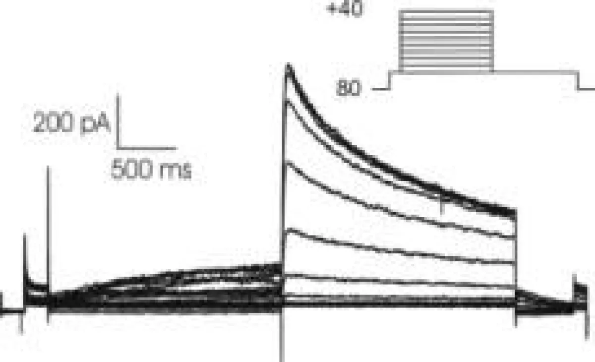 Strom des kardialen hERG (human Ether-a-Go-Go-Related Gene) Kaliumkanals, der wesentlich an der funktionierenden Repolarisation des Herzens verantwortlich ist.