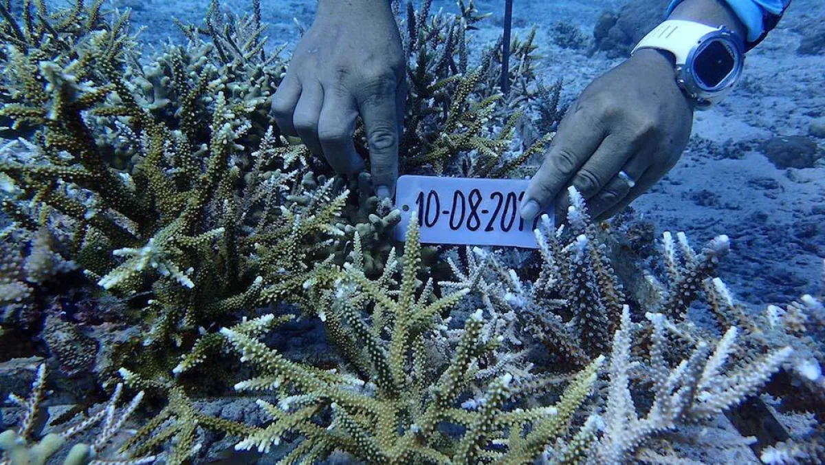 Labelling der Korallen © Amun Ini Beach Resort & Spa