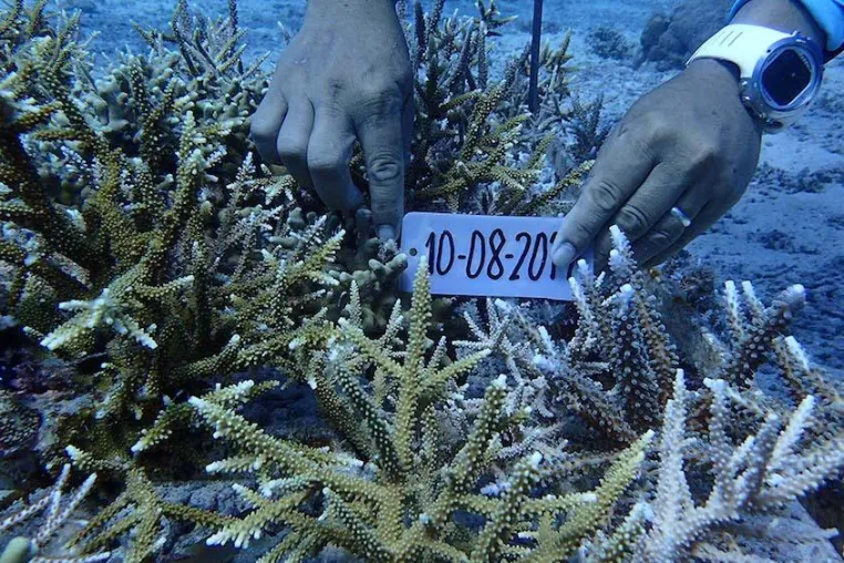 Amun Ini betreibt das erfogreichste Korallenzuchtprogramm auf den Philippinen Bild: Amun Ini betreibt das erfogreichste Korallenzuchtprogramm auf den Philippinen