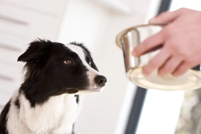 Dauerplatz für Mars Petcare auf dem Siegertreppchen der Stiftung Warentest Bild: Dauerplatz für Mars Petcare auf dem Siegertreppchen der Stiftung Warentest