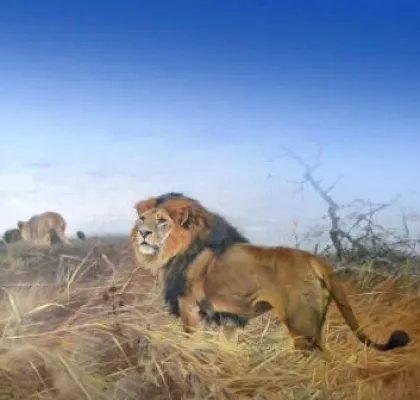 Bild: 4 x Afrika und zurück- Meisterwerke des Illustrators von Brehms Tierleben: Wilhelm Kuhnert