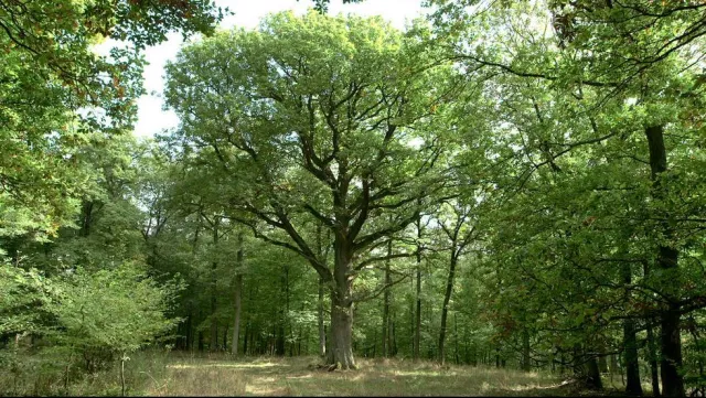 Waldbestattung in der Eifel: "Rest in Trees" im romantischen Altbaumbestand Bild: Waldbestattung in der Eifel: "Rest in Trees" im romantischen Altbaumbestand