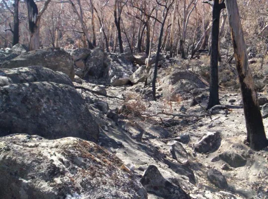 Bild: Koalas - Gerettet um zu verhungern? AGA startet Pflanzaktion um Koala-Lebensraum nach Buschfeuern aufzuforsten