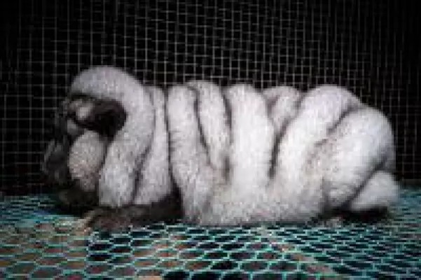 Bild: Aufgedeckt: "Monsterfüchse" leiden auf finnischen Pelzfarmen - Fell wird auch in Deutschland verkauft