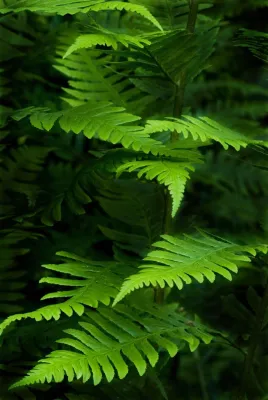 Fotoseminare zur kreativen Pflanzenfotografie mit der Fotoschule des Sehens in Hannover und Bremen Bild: Fotoseminare zur kreativen Pflanzenfotografie mit der Fotoschule des Sehens in Hannover und Bremen