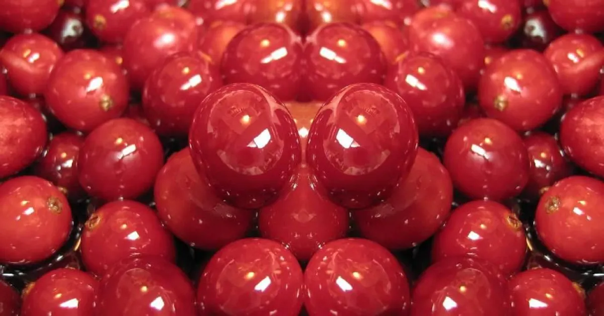 Herzhafte und gesunde Cranberry aus Canada