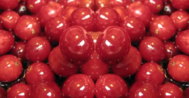 Bild: Cranberry – Kleine Frucht mit großen Kräften