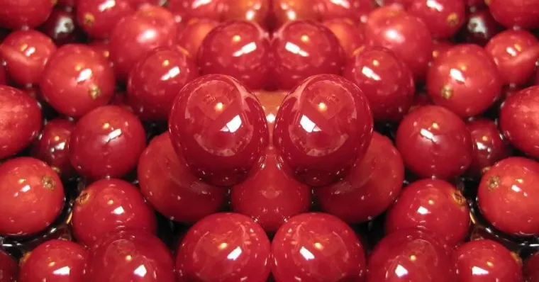 Cranberry – Kleine Frucht mit großen Kräften Bild: Cranberry – Kleine Frucht mit großen Kräften