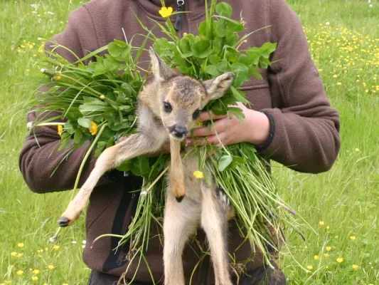 Bild: Mahd: Mähmaschinen sind große Gefahr für Jungwild – BJV appelliert an Verantwortungsbewusstsein der Landwirte