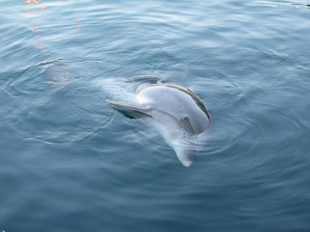 Delphintherapie in Marmaris