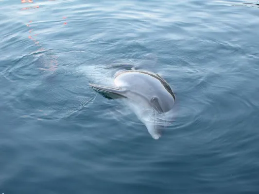 Delphintherapie Zentrum Onmega und WDSF beenden Rechtsstreit Bild: Delphintherapie Zentrum Onmega und WDSF beenden Rechtsstreit