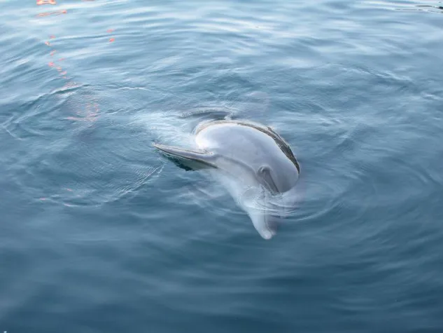 Bild: Delphintherapie Zentrum Onmega und WDSF beenden Rechtsstreit