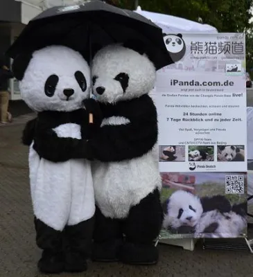 Bild: Über 1000 Besucher haben Giant Pandas live gesehen