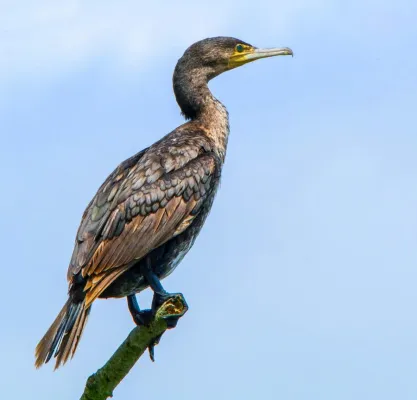 Bild: Natur pur: Es gibt viel zu sehen bei 3-tägigen Fotowanderung an der Müritz