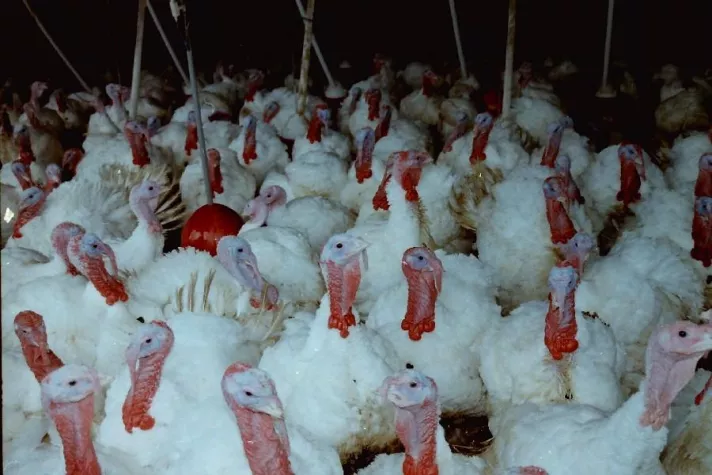 Bild: Unglaubwürdige Kritik der Geflügelwirtschaft