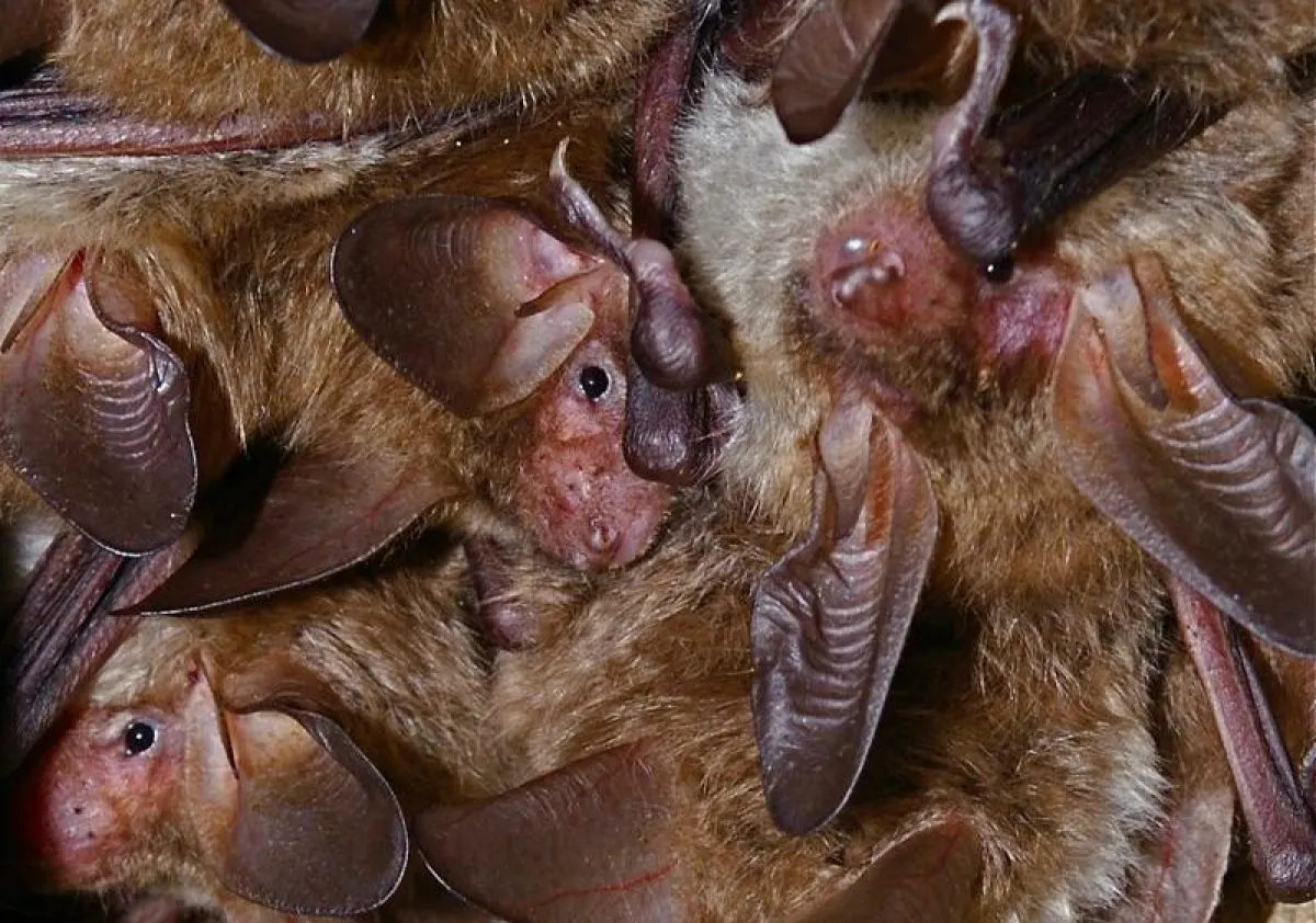 Bechsteinfledermäuse  (Foto: Gerald Kerth)