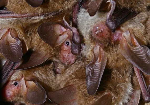 Bild: Bechsteinfledermäuse altern nicht