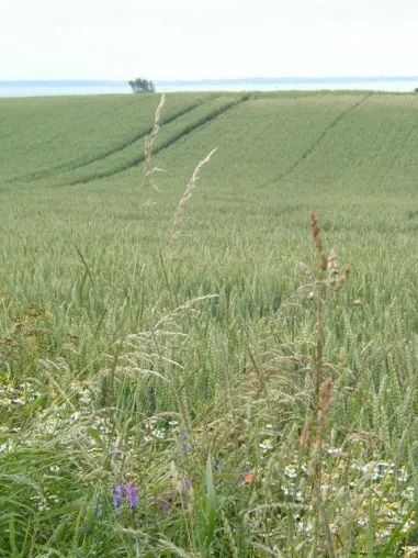 Bild: Erdwärme fürs Leben – Zukunft für Mensch und Natur in Norddeutschland