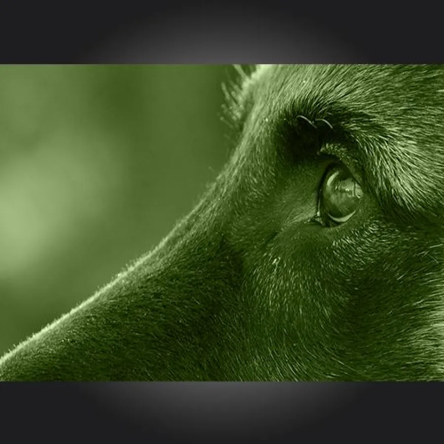 DogSocial – professionelle Hunde-Training-Apps der nächsten Generation