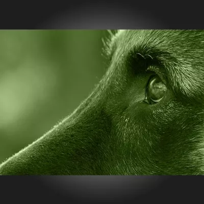 Bild: DogSocial – professionelle Hunde-Training-Apps der nächsten Generation