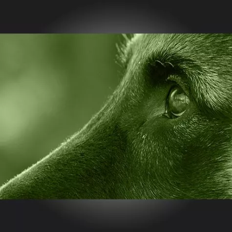 Bild: DogSocial – professionelle Hunde-Training-Apps der nächsten Generation