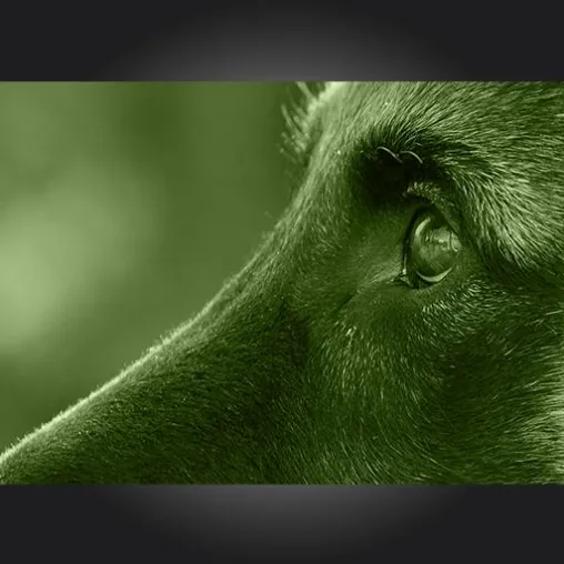 Bild: DogSocial – professionelle Hunde-Training-Apps der nächsten Generation