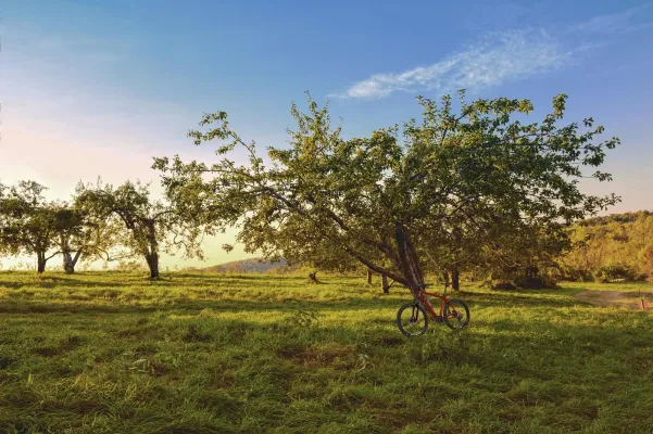 Streuobstwiesen für die Artenvielfalt: Aeroxon® engagiert sich in Projekten zum Natur- und Umweltschutz Bild: Streuobstwiesen für die Artenvielfalt: Aeroxon® engagiert sich in Projekten zum Natur- und Umweltschutz
