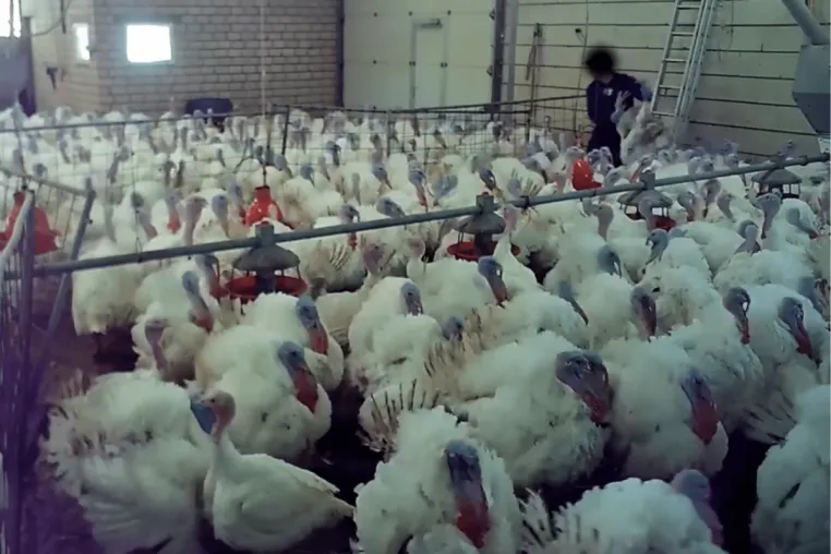 Nach Aufdeckung von Tierquälerei: Staatsanwaltschaft Kleve ermittelt gegen Tierwohl-Putenmast Bild: Nach Aufdeckung von Tierquälerei: Staatsanwaltschaft Kleve ermittelt gegen Tierwohl-Putenmast