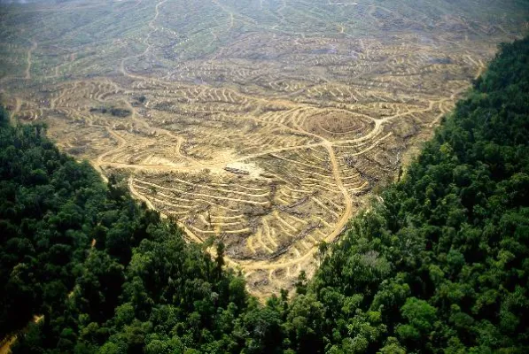 Bild: Schokoladenfirma Original Beans launcht erstes kundenfinanziertes Regenwaldschutzprogramm