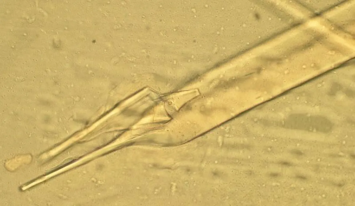 Mikroskopische Analyse von Glasfasern