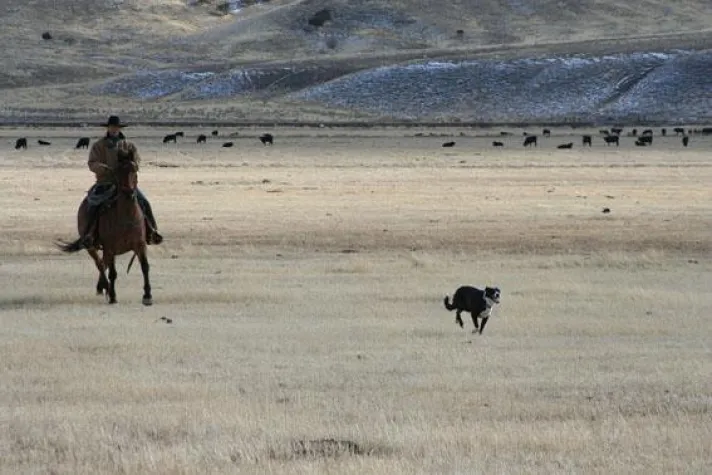 Bild: Auf dem Cowboy Poetry Gathering die Cowboykultur entdecken